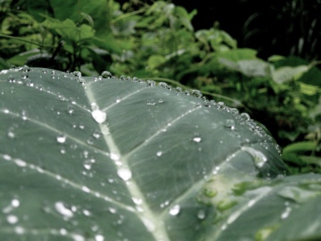 Other Droplets on Other Jungle Leaf